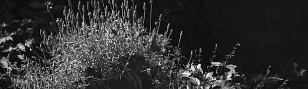 demo_images:
Garden